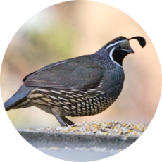Picture of Quail